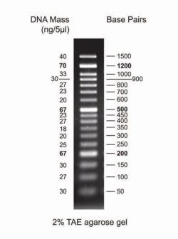 DNA-Leitern für Gelelektrophorese