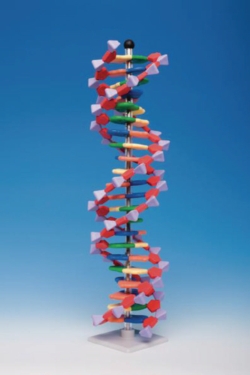 Modèle moléculaire miniADN ®/ kits ARN