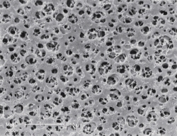 GEL blotting paper