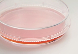 Coupelles de cultures cellulaires et tissulaires, Nunc™ EasYDisch™, PS, stériles