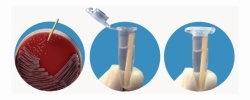 Inoculating needles smartPicks®, wood
